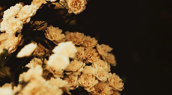 placeholder Flowers