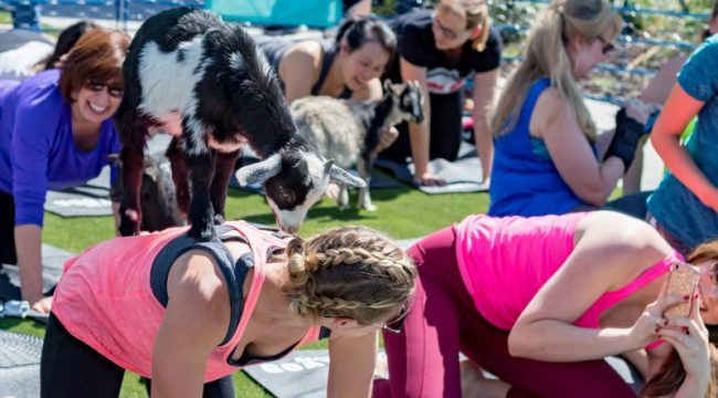 Women doing yoga outside with goats