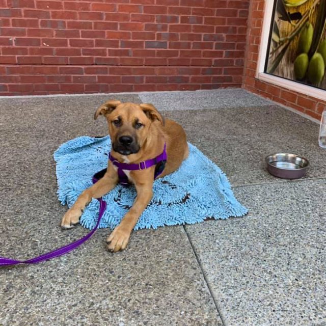 Puppy on blue rug