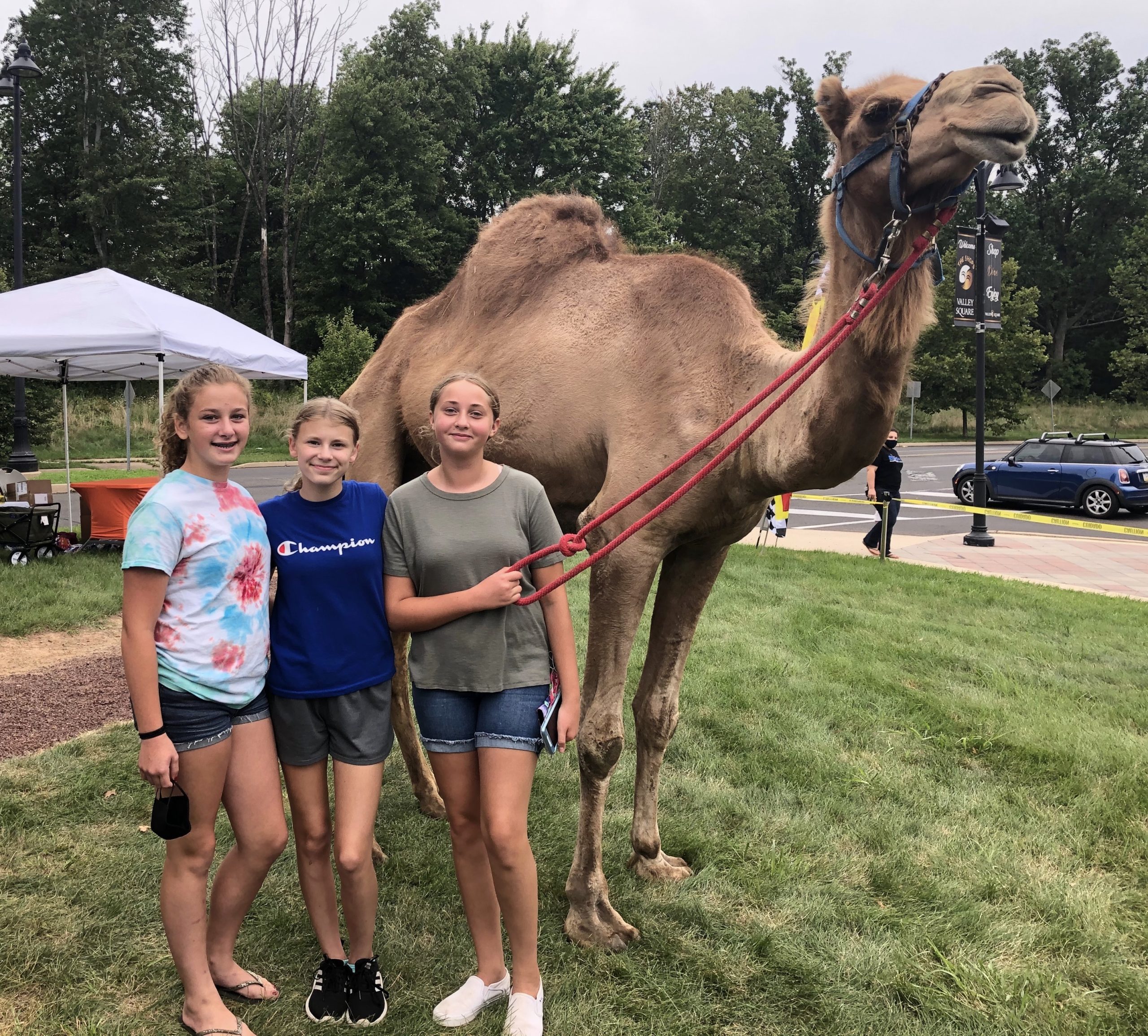 Camel at VS